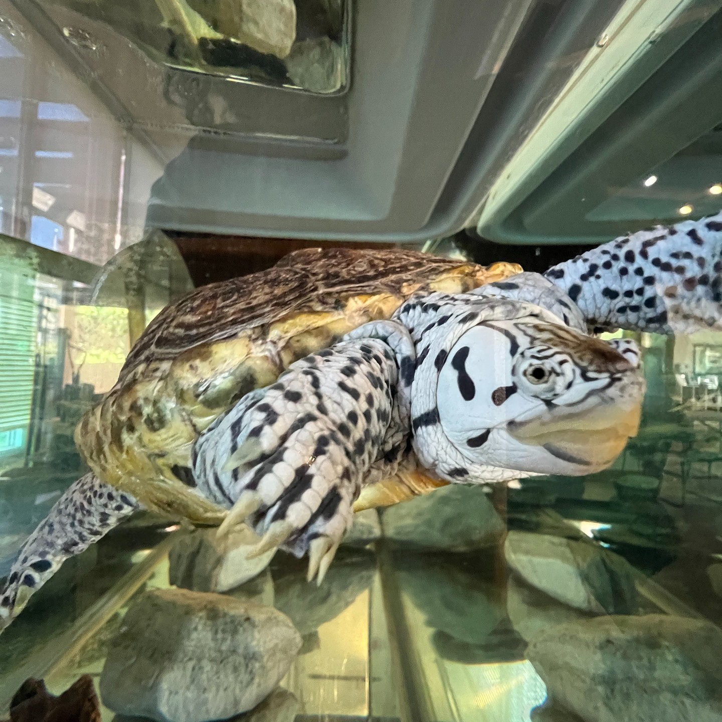 Today we are highlighting Chip! A Diamondback Terrapin that has been at CURB since 2018. Diamondback Terrapins get their name from the diamond shaped pattern on their shell. These turtles each have a unique pattern of dark spots, blotches or stripes on their head and body. There are actually no two Diamondback Terrapins that are exactly the same in color and pattern! Diamondback Terrapins are also native to both the eastern and southern United States. #turles #diamondbackterrapin #turtlefacts