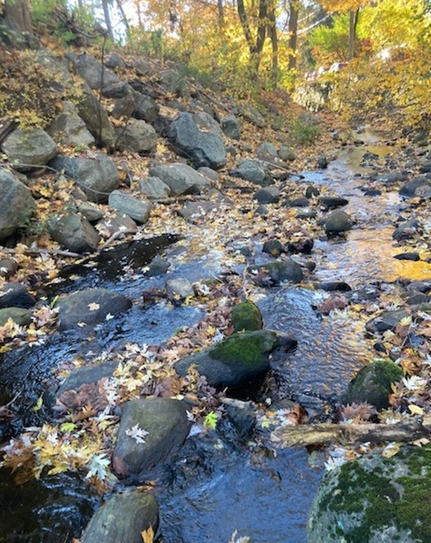 Another year of sampling for fecal indicator bacteria on the Saw Mill River came to a close on October 27th. The sampler appreciation event brought together samplers from the Bronx, Pocantico, Hudson and Saw Mill Rivers in an evening of socializing and exploration of the @bronx_river new building space. For more information on how to become involved in this ongoing study and to sign up for our bi-weekly stakeholder report, check out this link: https://www.centerfortheurbanriver.org/research/water-quality.html. We thank @conedison for supporting this research Photo attached: Credit – Sharon AvRutick, Duck Pond Spillway