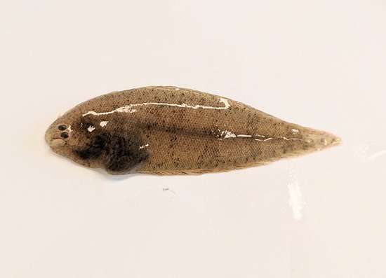 This year, CURB had 6 new catches, meaning we caught 6 species here for the first time! This is a Blackcheek Tonguefish caught during a seine on September 23. Tonguefish are a rare catch in the Hudson River, and Blackcheek Tonguefish had never been caught in the Hudson before this year. 4 Blackcheek Tonguefish were caught in the Hudson this year, 2 near the Tappan Zee Bridge and 2 at CURB!! For more info on the Blackcheek Tonguefish caught at CURB, check out the link on our story (or story highlights)! ‼️Stay tuned to see what other new catches we had at CURB this year‼️