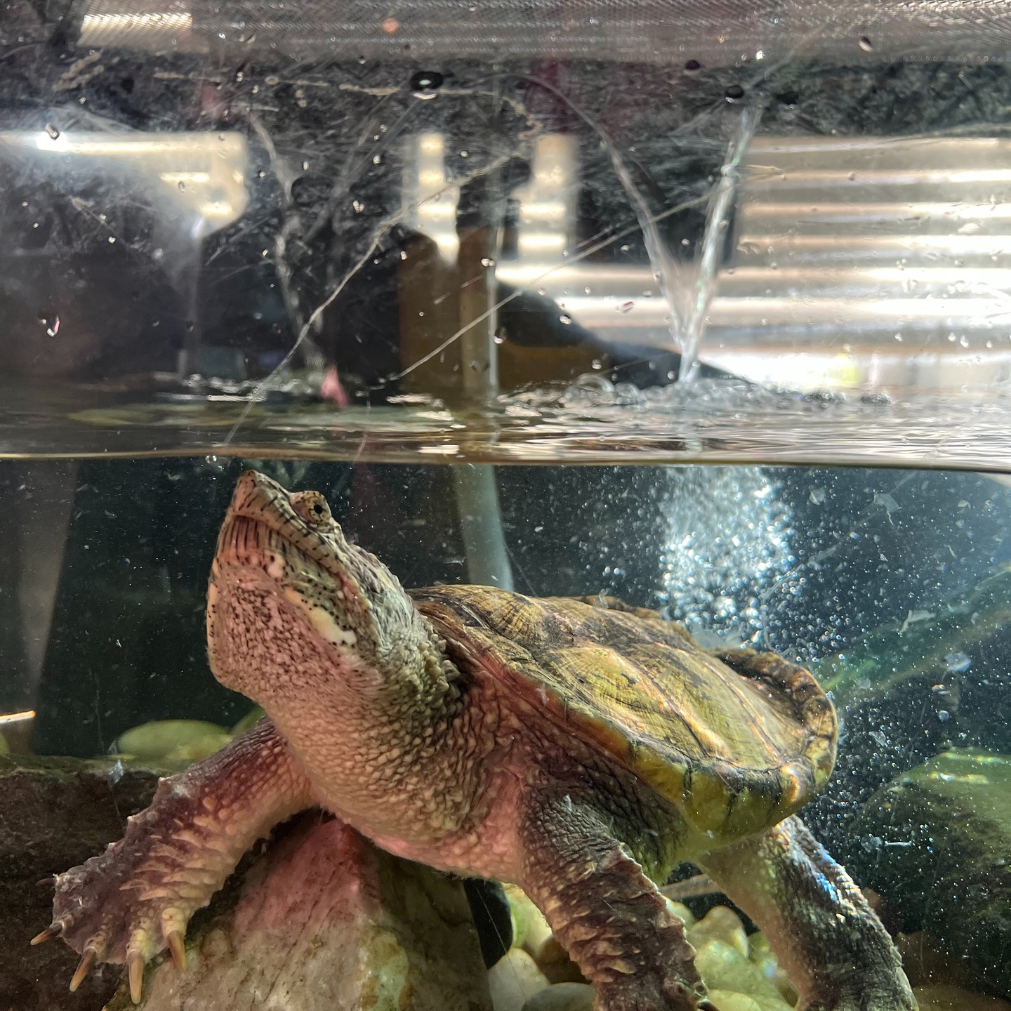 Today we are highlighting two of our snapping turtles here at CURB, Bruce and Eugene.Their scientific name is Chelydra Serpentina but, they are more commonly referred to as the common snapping turtle. Common snapping turtles have very strong jaws, which they use frequently as active hunters. A specific way that the common snapping turtle catches their prey is by burying themselves in mud with only their nostrils and eyes exposed. These turtles are omnivores, and they will consume anything they can swallow such as fish, frogs, invertebrates, and birds. In the wild, common snapping turtles can live up to 30 years! Eugene has been at the center for 5 years while Bruce has been here for 7!