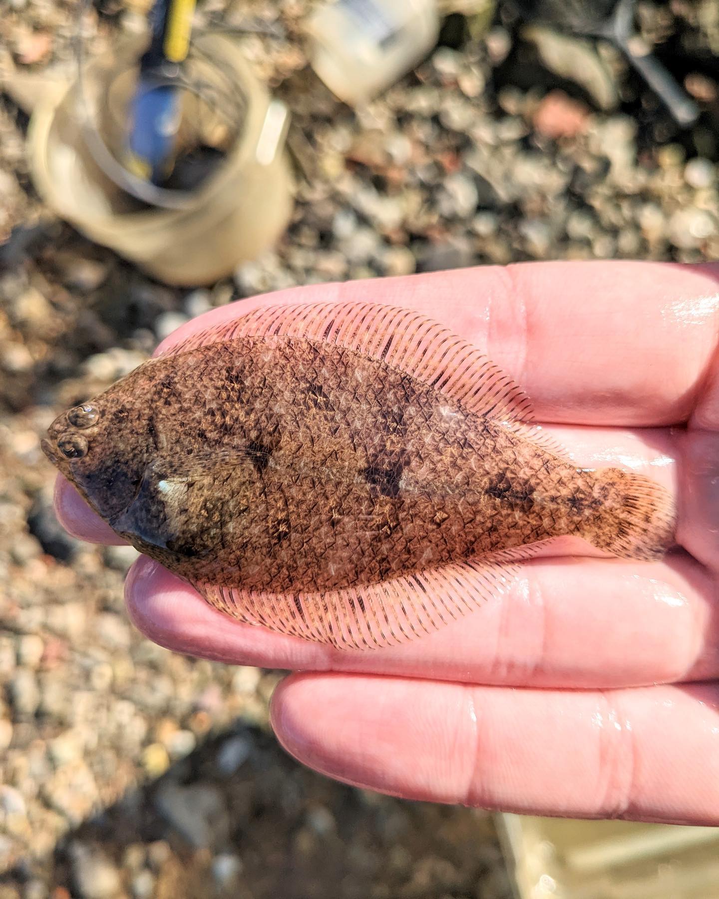 ‼️2022 New Catch‼️ This is a Smallmouth Flounder! These fish can grow up to 5 inches long. Smallmouth Flounder are found in the Hudson, but none had ever been caught by CURB until this month! CURB staff and interns caught 2 Smallmouth Flounder during a seine on November 3rd, and another one on November 4th. Check out our other new catches for 2022 on our New Catches ‘22 highlight!