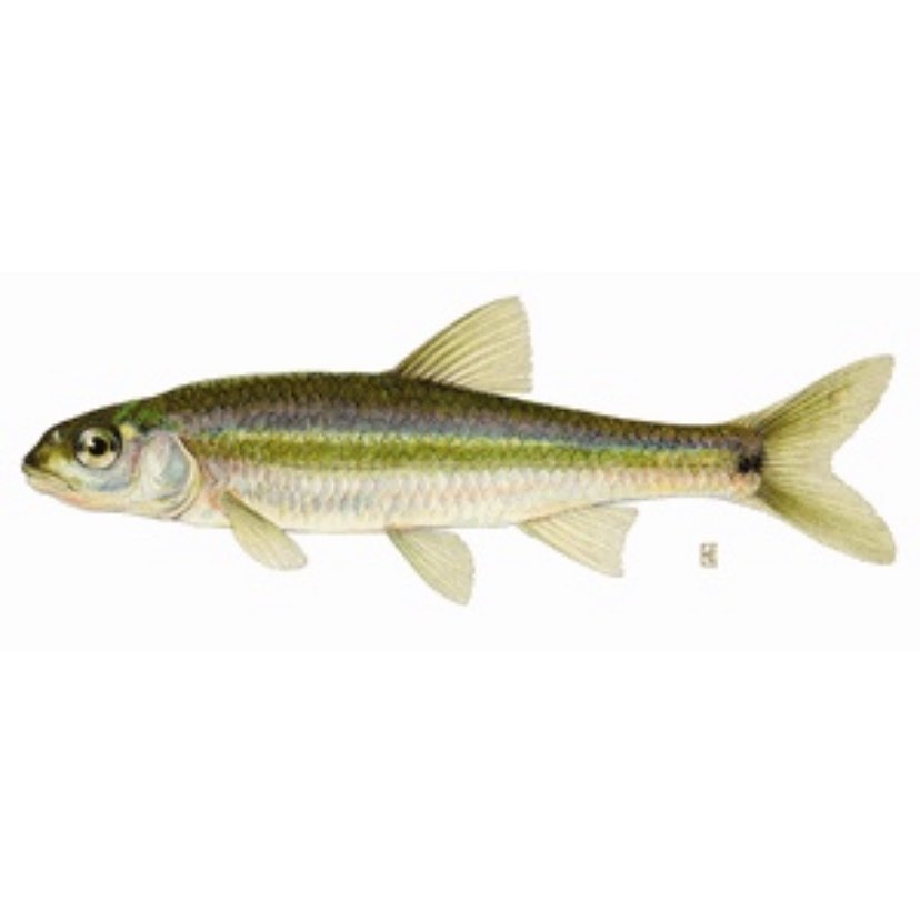 ‼️2022 New Catch‼️ This is a Spottail Shiner! (Photo from the NYS DEC) Spottail Shiners are generally found in larger streams and lakes at lower elevations. Like Emerald Shiners, they are found in most NYS watersheds—Spottail Shiners are only absent from the Long Island watershed! They are named for the black spot at the base of their tail fin. CURB Summer Staff caught 1 Spottail Shiner during a seine on July 20, the same day we caught 5 Emerald Shiners! (Also new catches!) Check out our other new catches for 2022 on our New Catches ‘22 highlight!