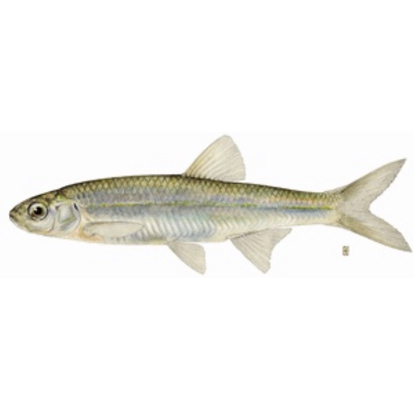 ‼️2022 New Catch‼️ This is an Emerald Shiner! (Photo from NYS DEC) Emerald Shiners live in large lowland lakes and streams. They are found in 16 watersheds in NY; they’re only not present in Newark Bay and Long Island. Summer staff at CURB caught 5 Emerald Shiners during a seine on July 20 this year! We also caught 1 Spottail Shiner, another first-time catch! Check out our other new catches for 2022 on our New Catches ‘22 highlight!
