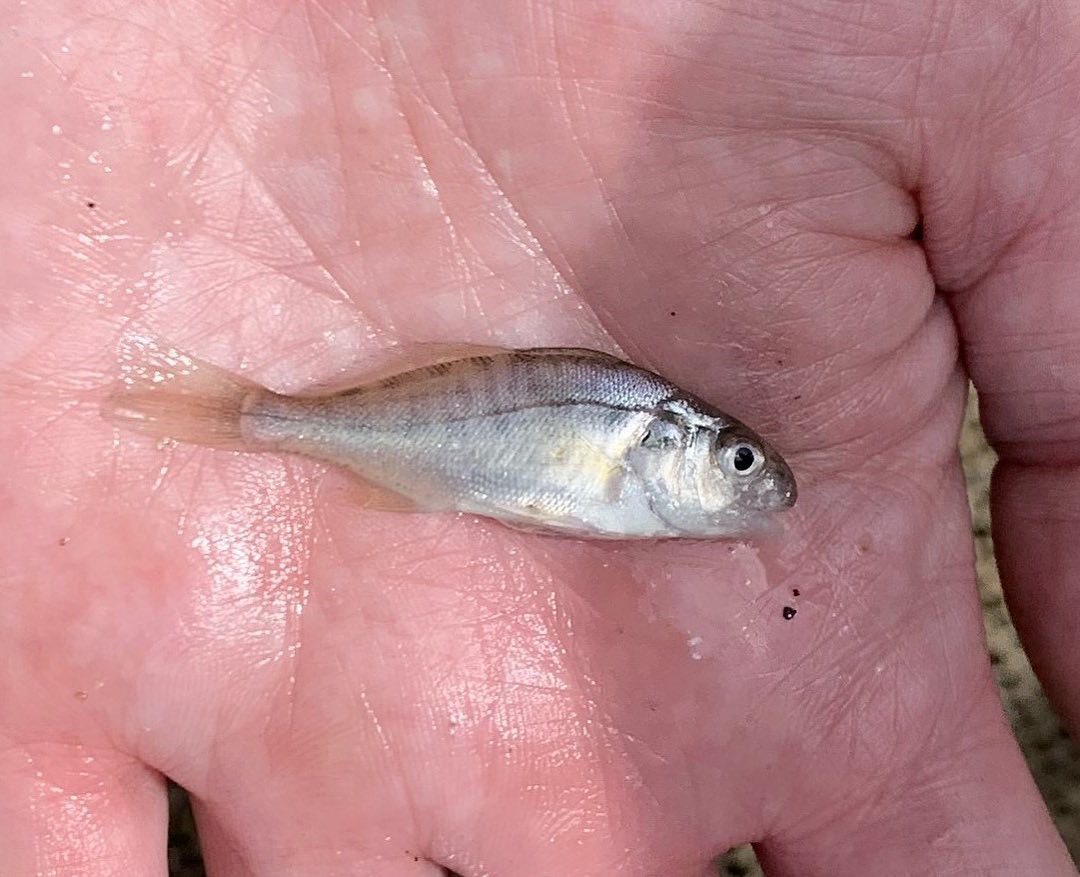 ‼️2022 New Catch‼️This is a Spot! Also called a Spot Croaker or Norfolk Spot, these fish live in shallow estuary and coastal waters from Maine to Mexico. Spots are named for the black spot on their sides just behind the gills. 1 Spot was caught at CURB on June 11 during the World Fish Migration Great Fish Count (which you can learn more about from the link on our story/highlight), and another was caught during a staff seine on June 14. Check out our other new catches for 2022 on our New Catches ‘22 highlight!