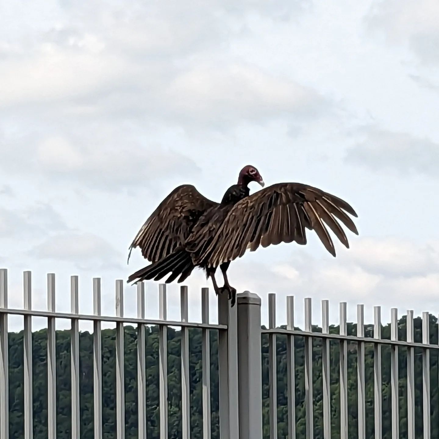 During today's volunteer park cleanup we came across this turkey vulture perched along the waterfront. What an exciting find! #hudsonriver #vulture #birds #nature