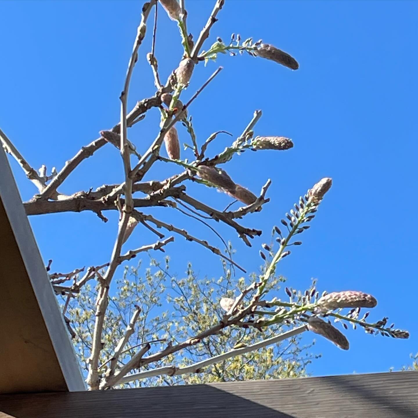 Tree branches with buds against a clear blue sky.
