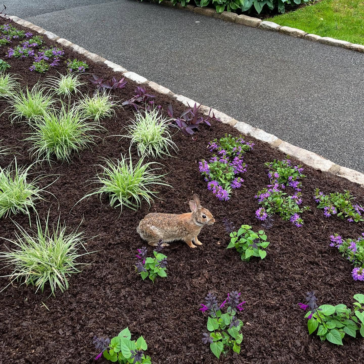 A rabbit sits in a garden bed with purple flowers and grass, near a stone-bordered asphalt pathway.