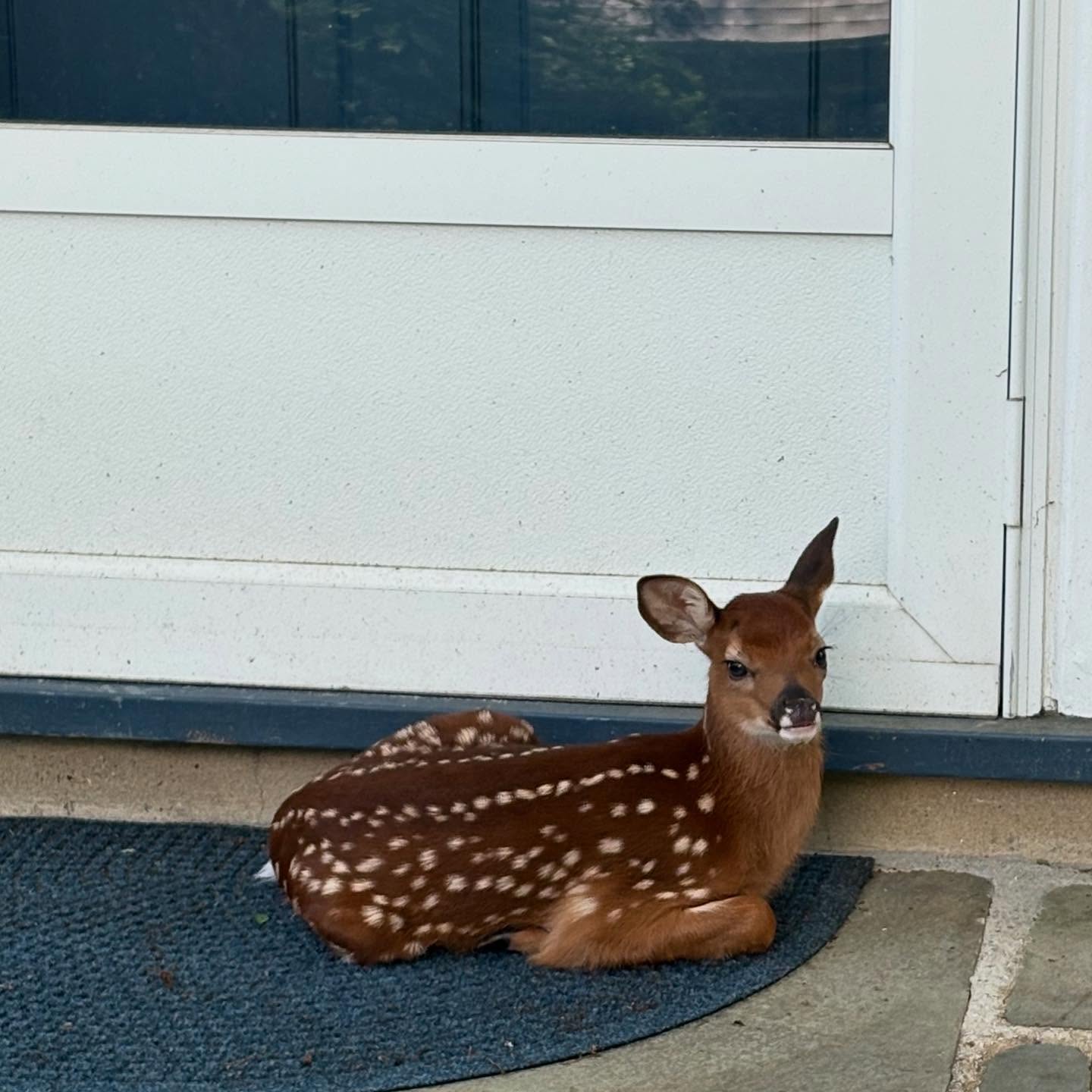 A young deer with white spots rests on a blue mat in front of a door.