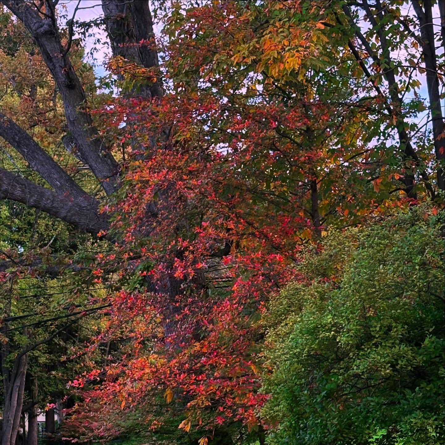 Trees with autumn leaves in red, orange, and green hues, against a backdrop of a partly cloudy sky.