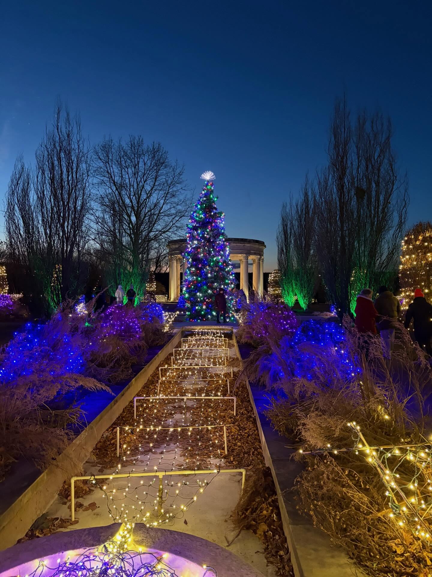Park at night with a brightly lit Christmas tree and surrounding bushes adorned with festive colorful lights under a deep blue sky.