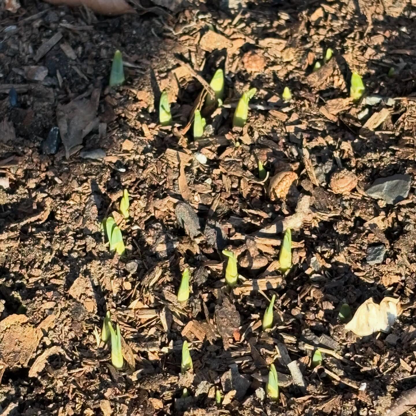 Green sprouts emerging from soil with dry leaves scattered around, lit by sunlight.