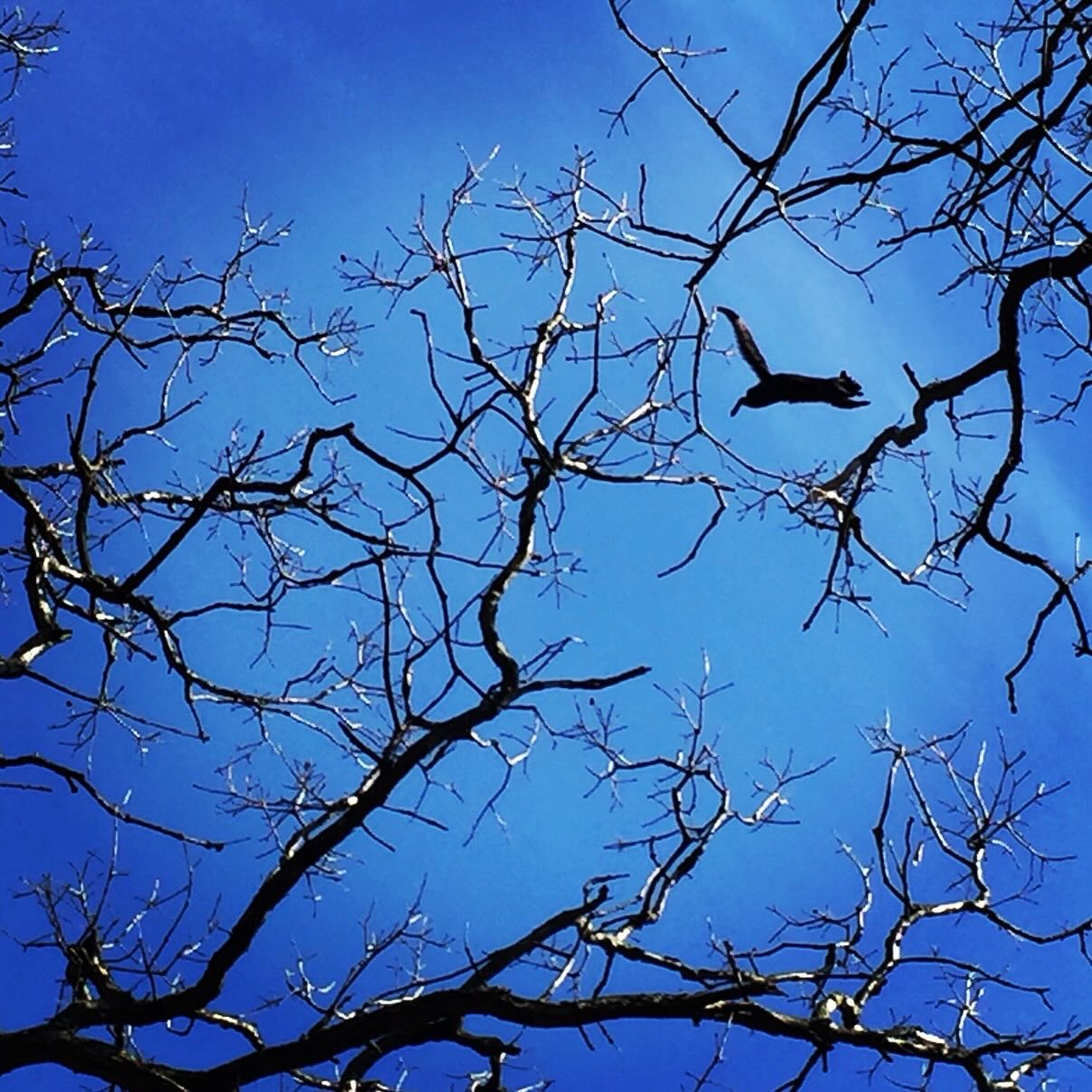 Bare tree branches against a blue sky with a squirrel mid-leap between them.