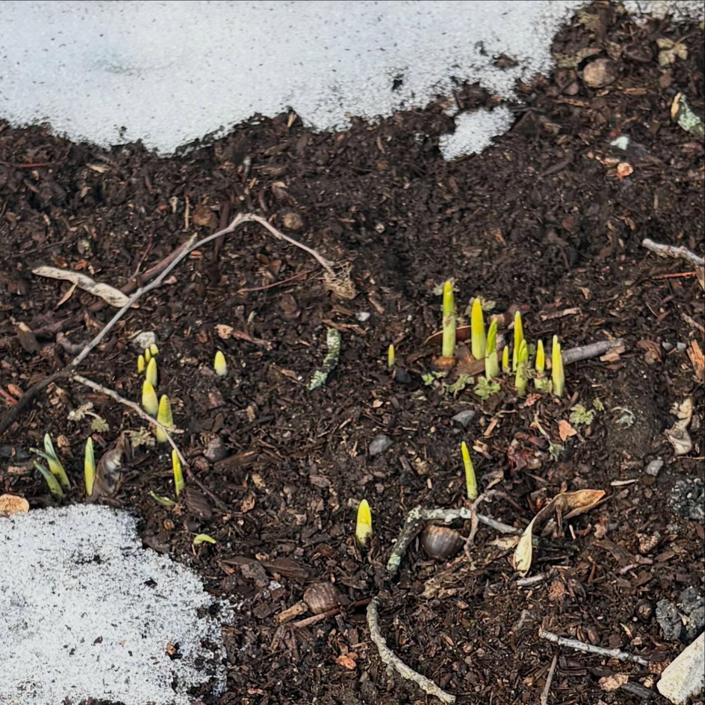 Green sprouts emerging from dark soil surrounded by patches of melting snow.