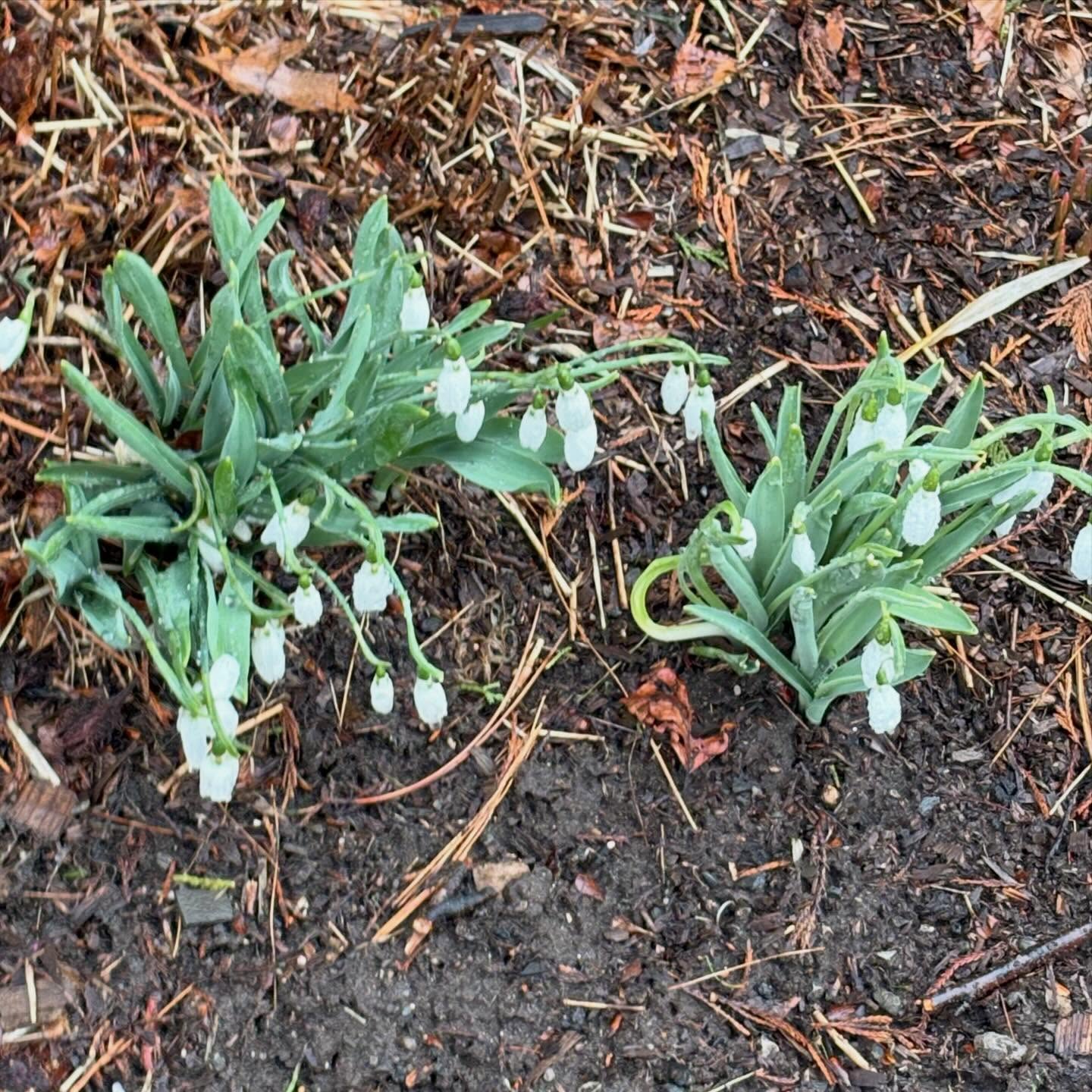 Small clusters of snowdrops with white, drooping flowers and green leaves, growing in dark, mulched soil.