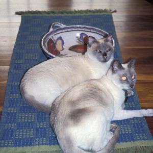 An early woven cloth being borrowed by my cats, 1985