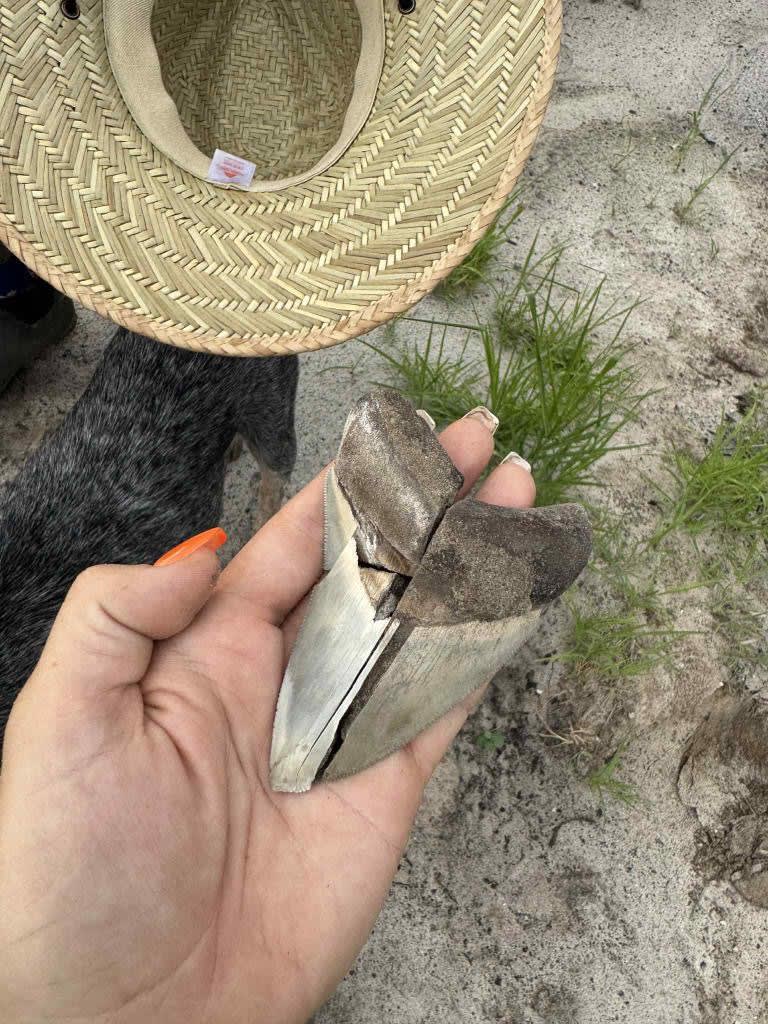Harkin says at least one megalodon tooth is found per dig.
