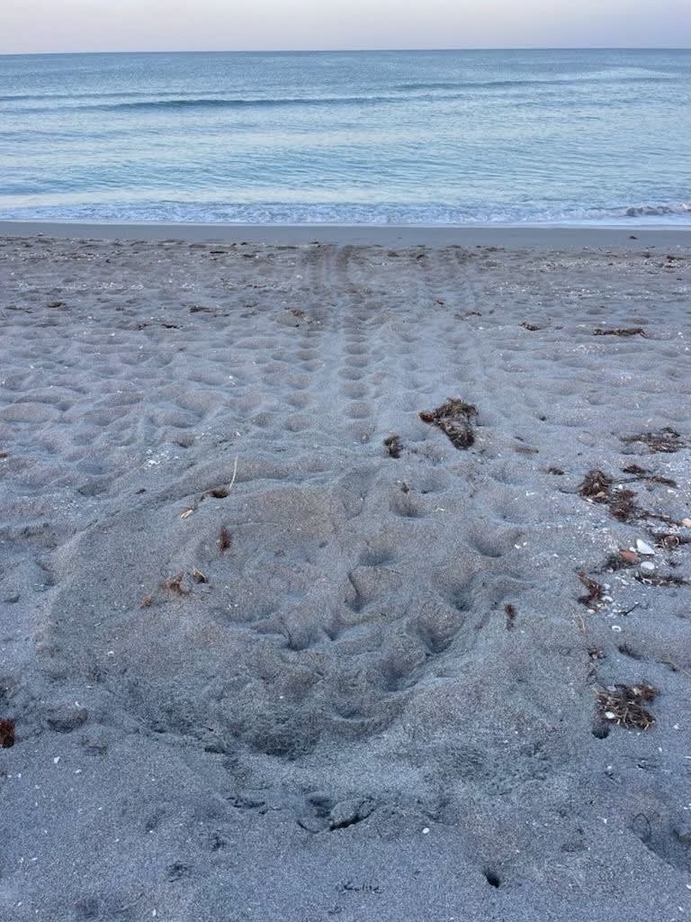 The first sea turtle nest of the 2024 on Venice Beach