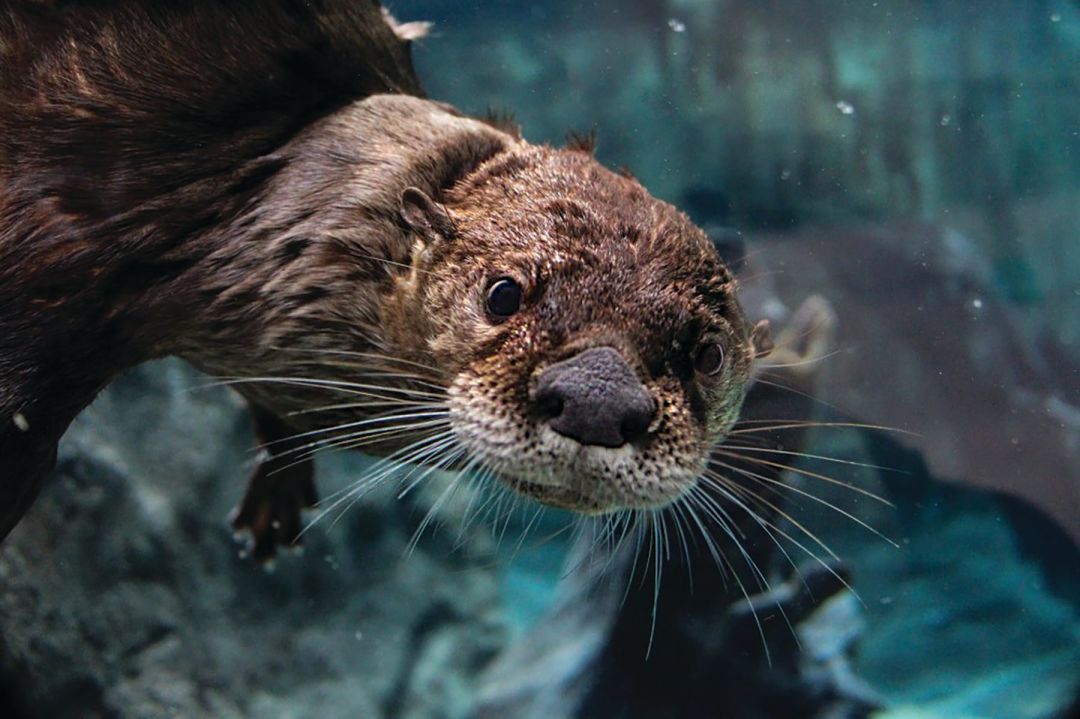 An otter at Mote Marine Laboratory & Aquarium