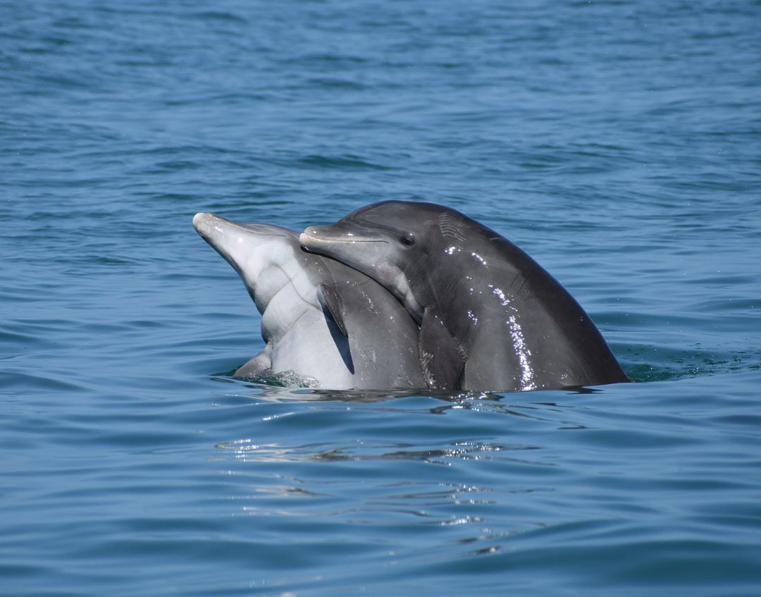Dolphin love? Only they know for sure.