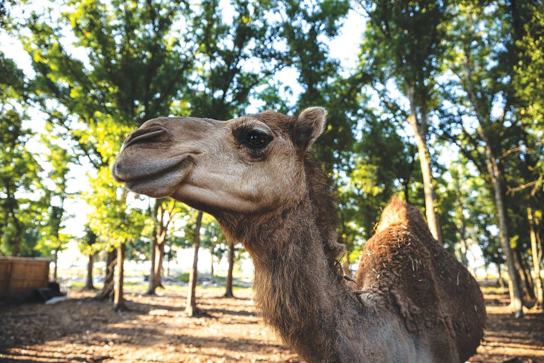 A camel's long eyelashes help protect its eyes from the harsh sun.