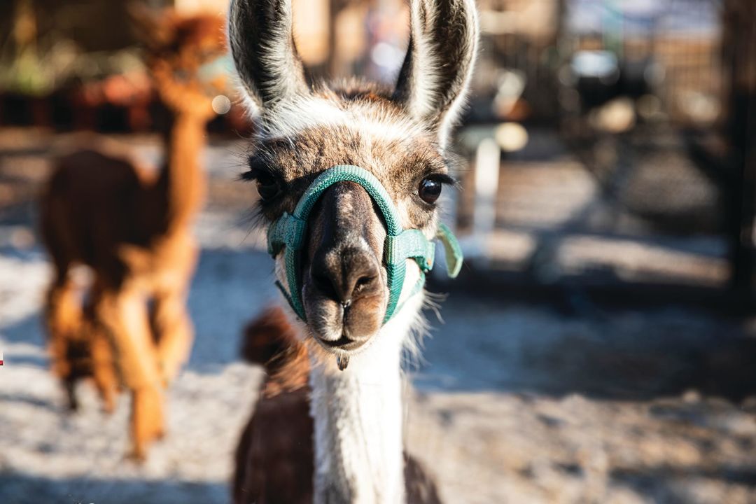 Ava, a llama at 2nd Chance Ranch