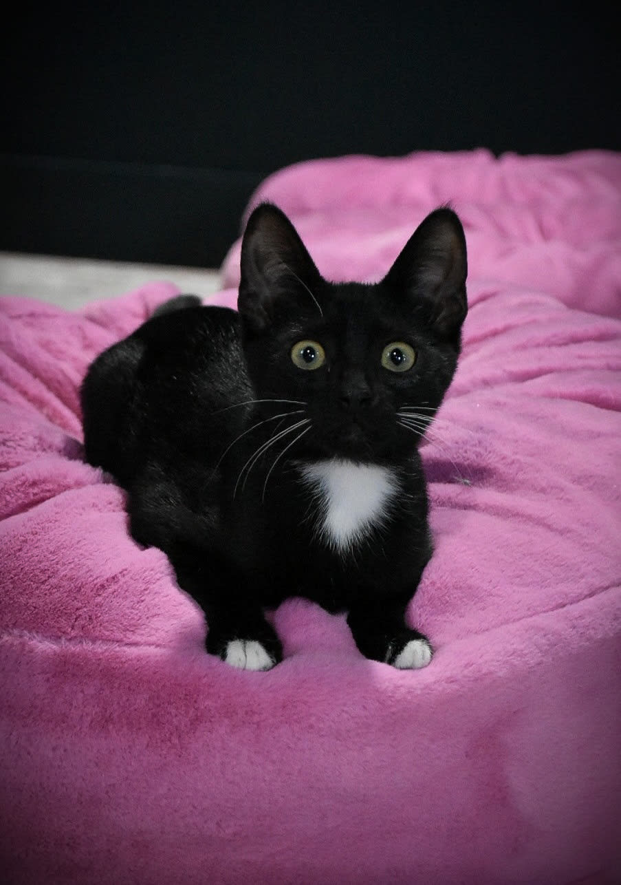 Katy's Cat Café has inspired eight adoptions since opening six weeks ago.