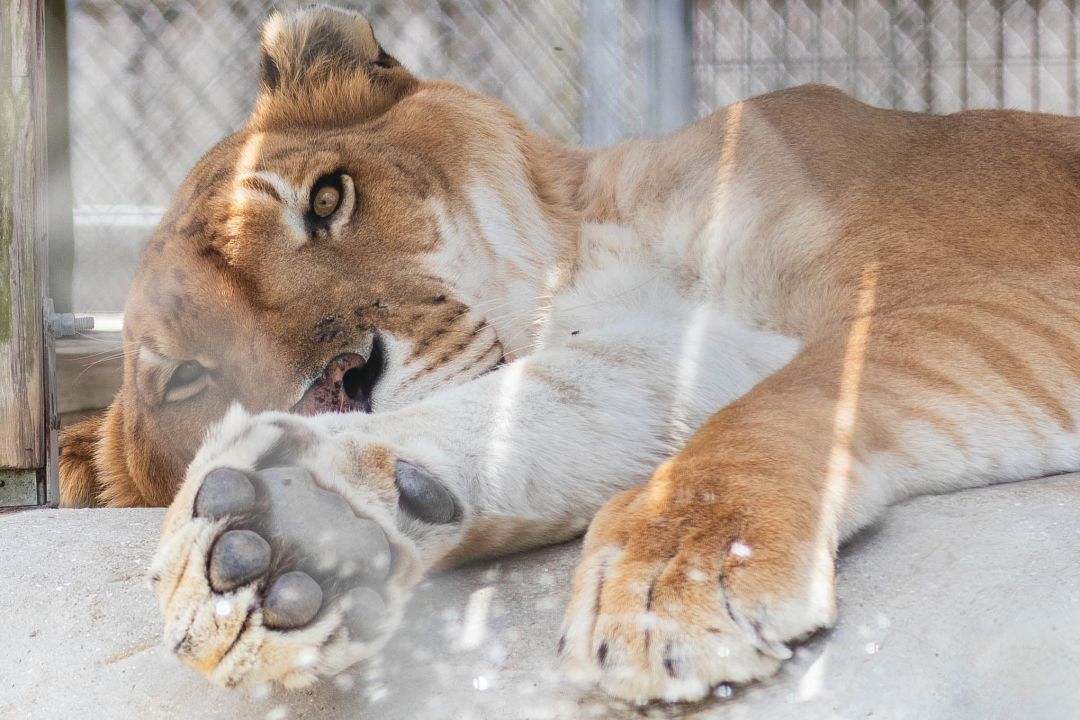 A lounging liger at Big Cat Habitat.