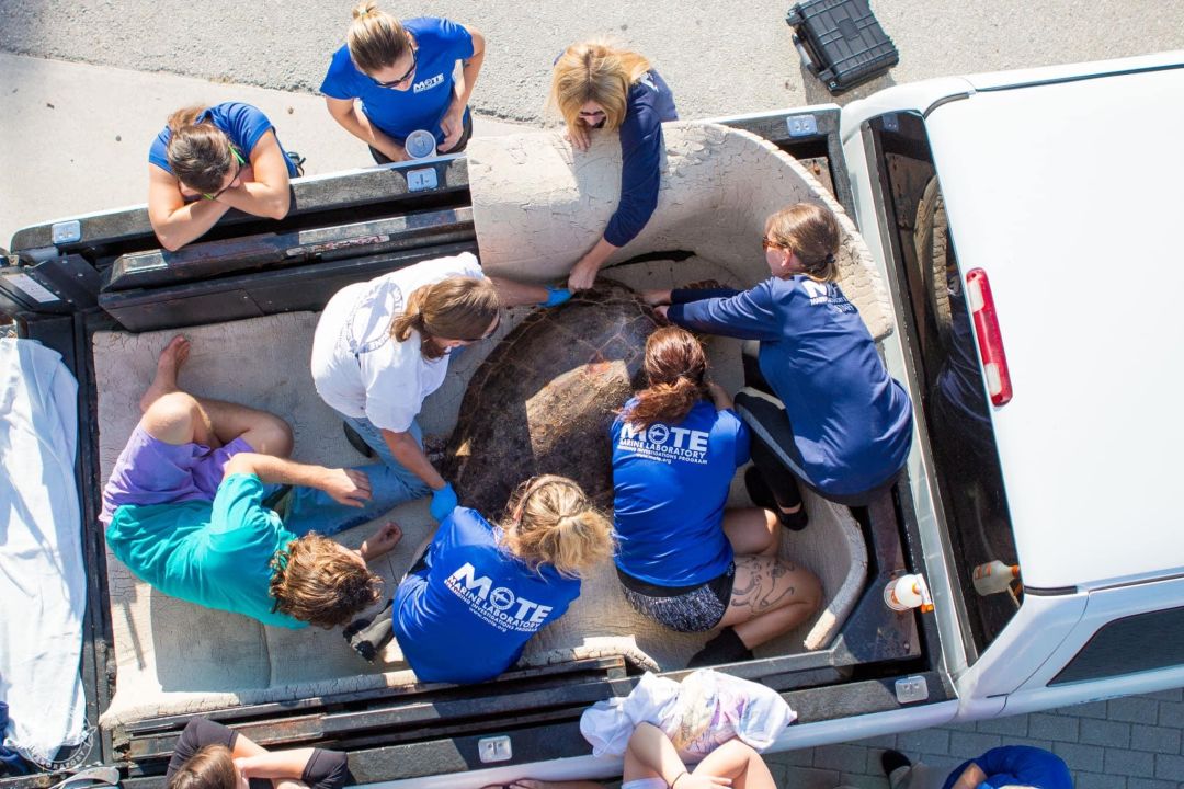 The Mote team transports a sea turtle to safety.