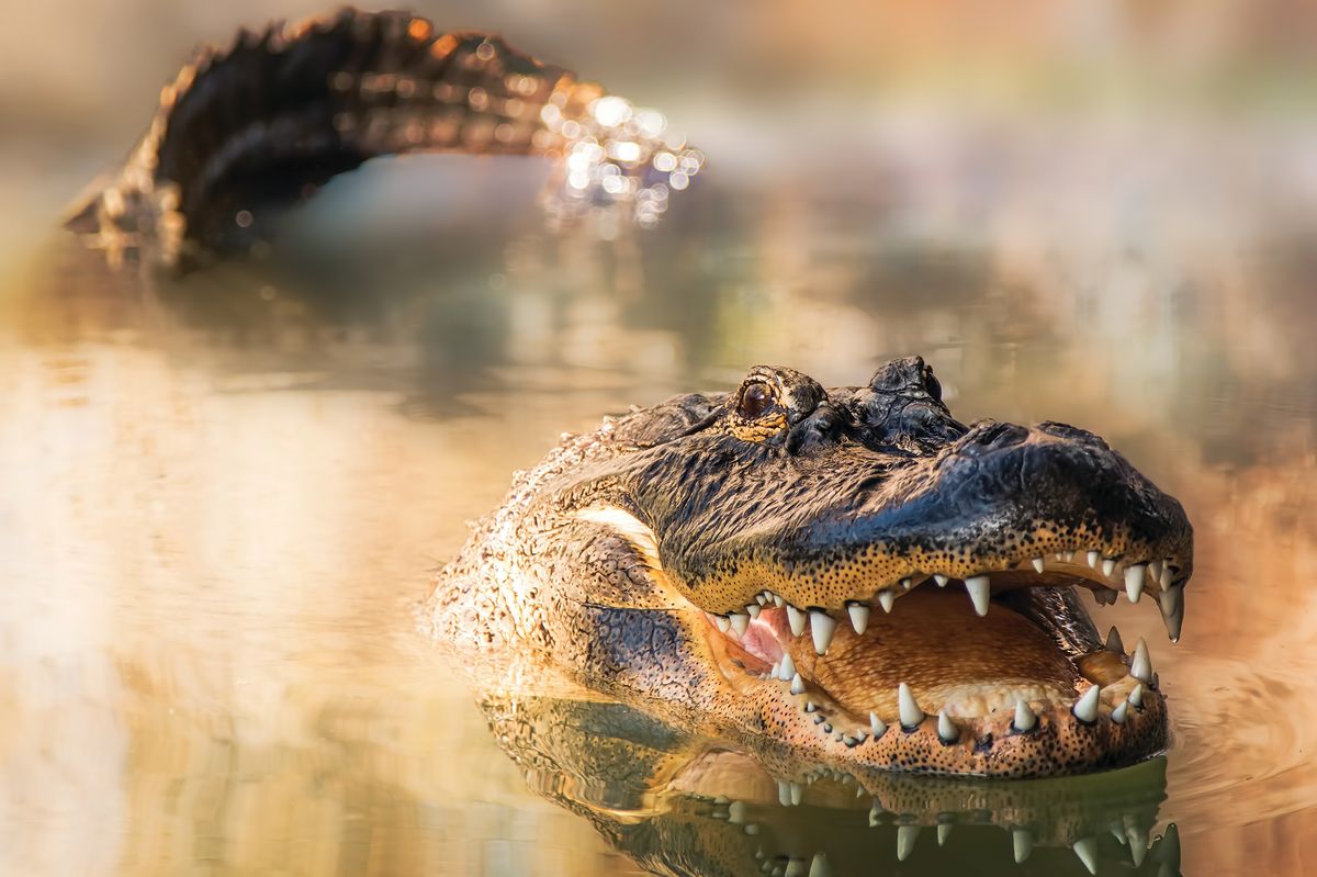 Essential Info About Florida Alligators | Sarasota Magazine