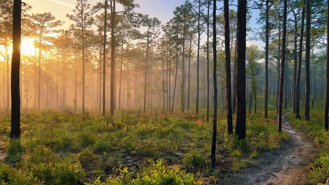 <em>Morning Fog in the Forest</em> by Anthony Berry