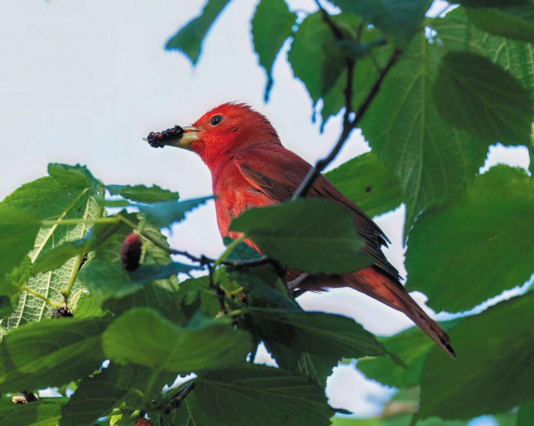 Summer tanager