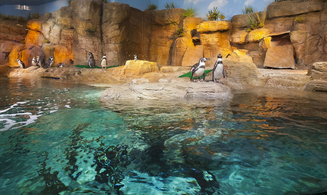 Humboldt penguins in Mote's Indo-Pacific Gallery.