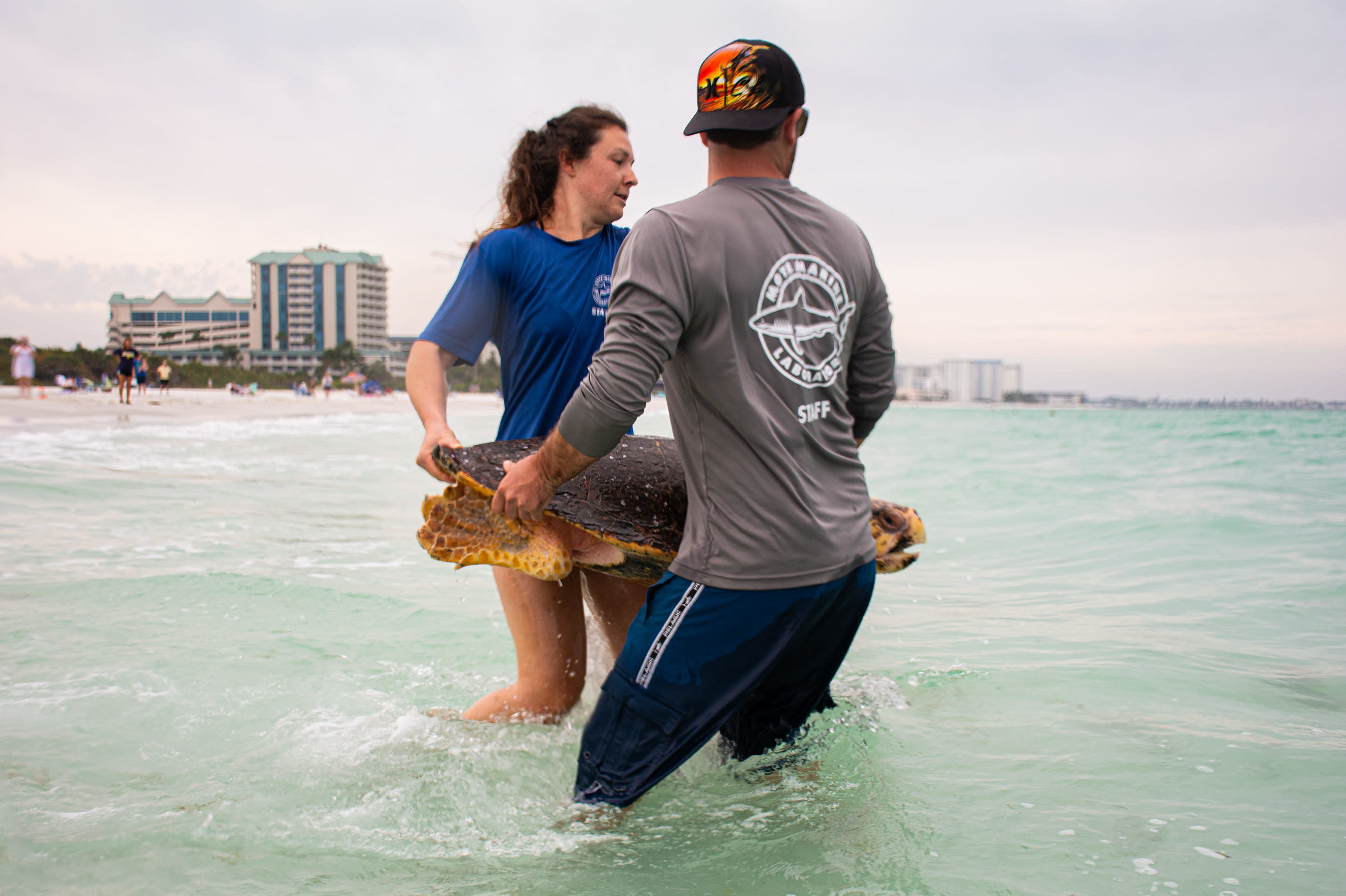 sea turtle travel