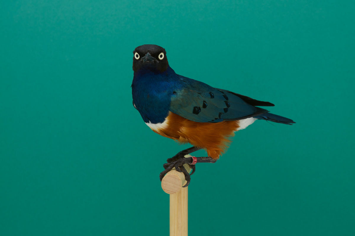'The High Life: Contemporary Photography and the Birds' Opens at Selby Gardens on July 19