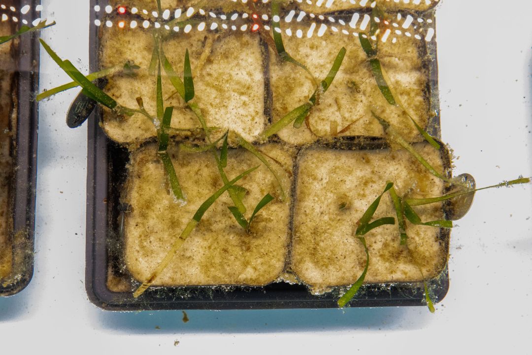 Seagrass samples