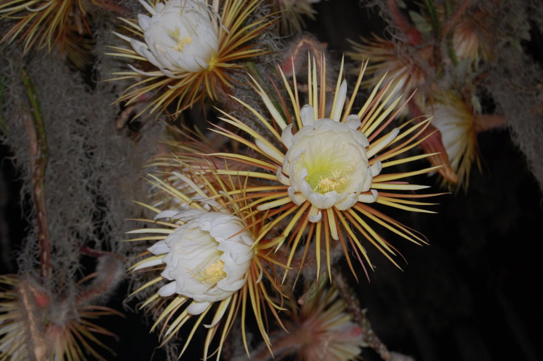 The huge, ethereal flowers on Selby Gardens' Queen of the Night cactus.