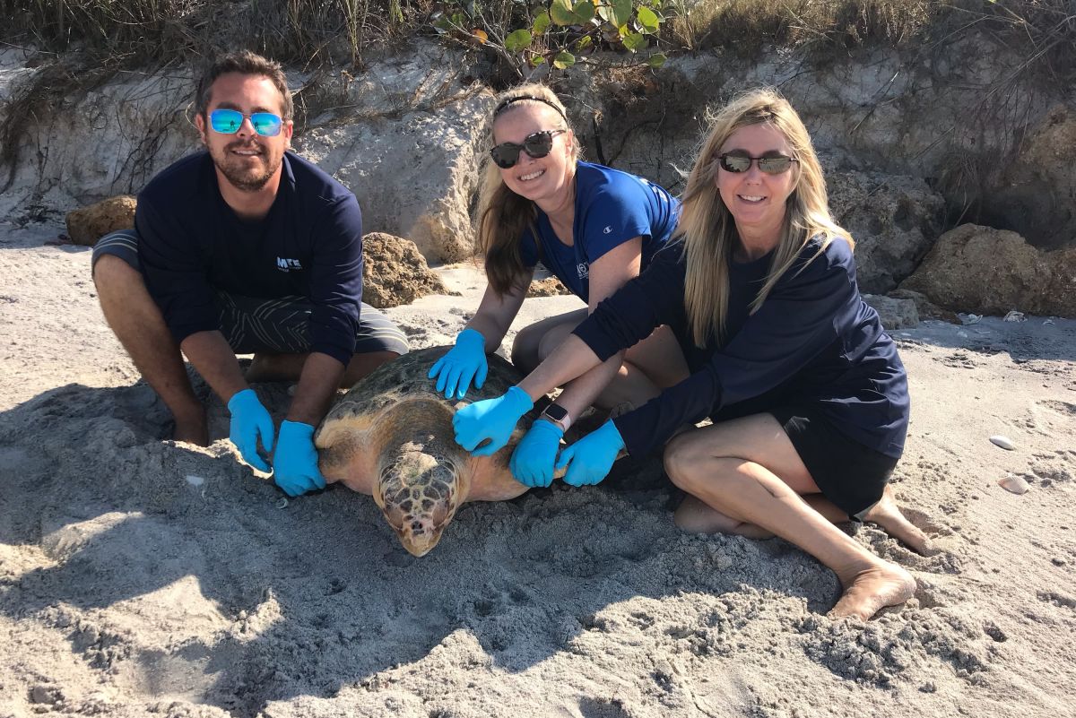 Mote Marine Laboratory & Aquarium Releases Loggerhead Turtle Into the ...