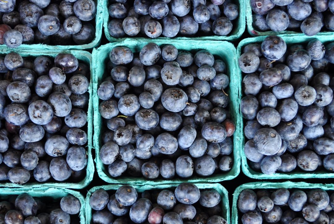 Spring means blueberry-picking season.
