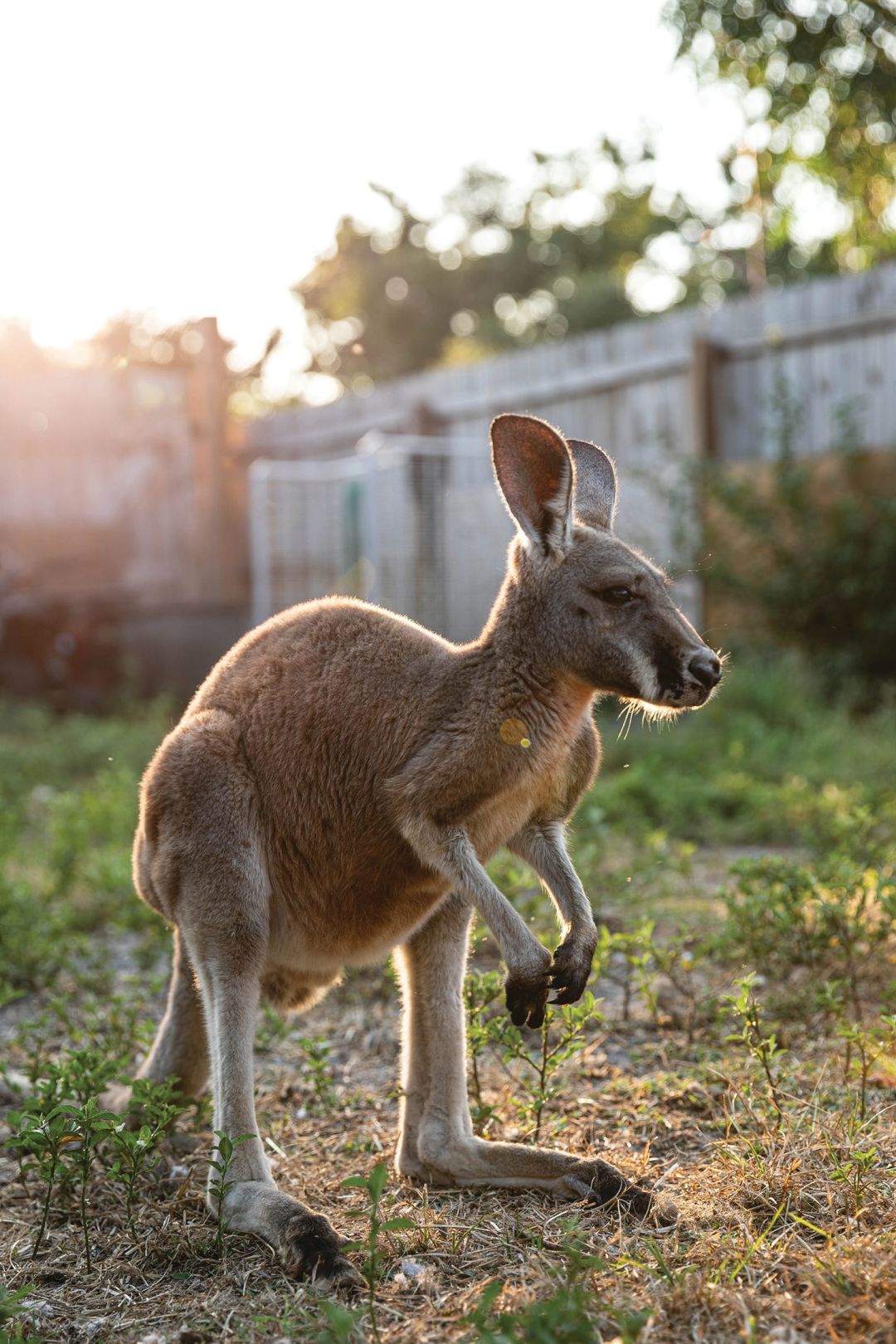 A wallaby named Irwin