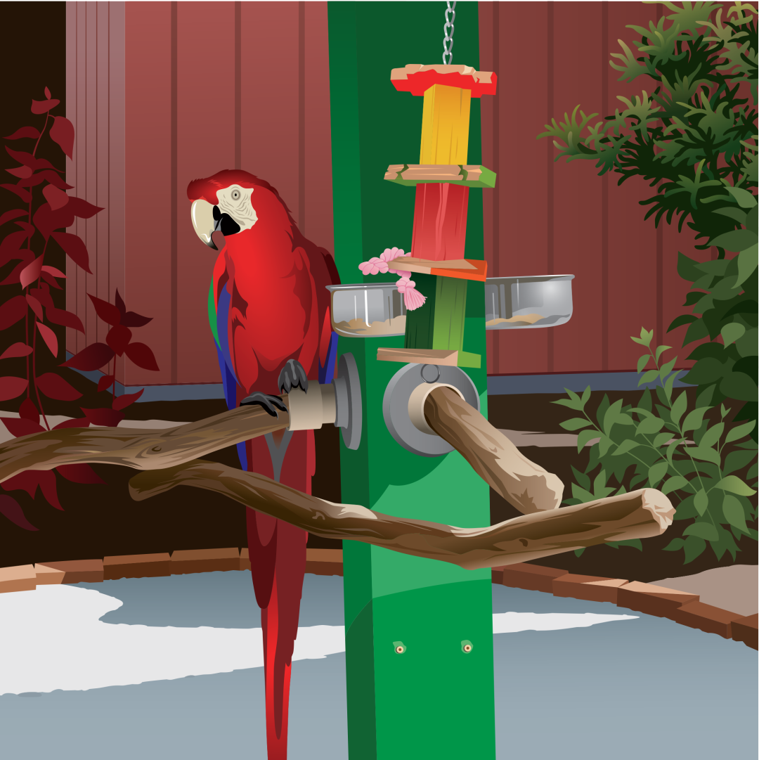 Alberta the scarlet macaw