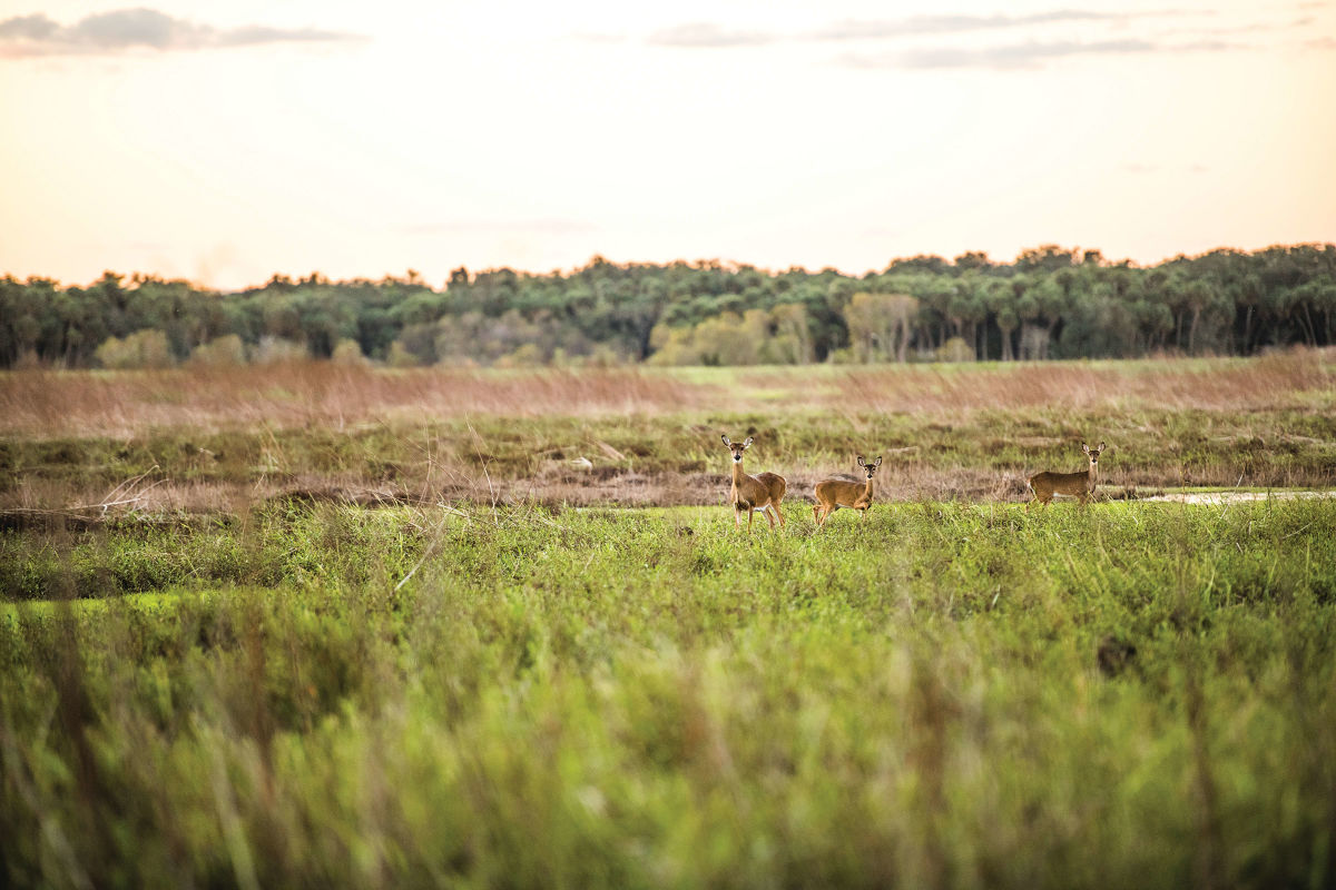 All the Wildlife You'll Spot on the Myakka River