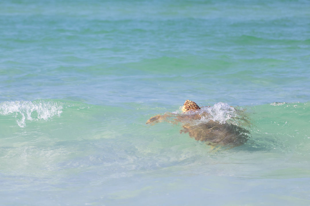 Both turtles were released with Passive Integrated Transponder (PIT) tags—similar to a pet microchip—that will help researchers identify them if they are encountered again in the future.