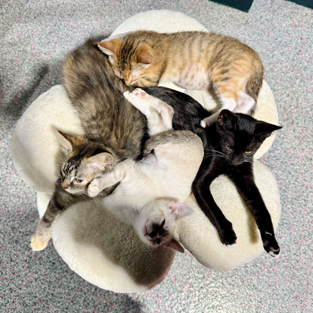 A pile of adoptable kittens at Katy's Cat Café.