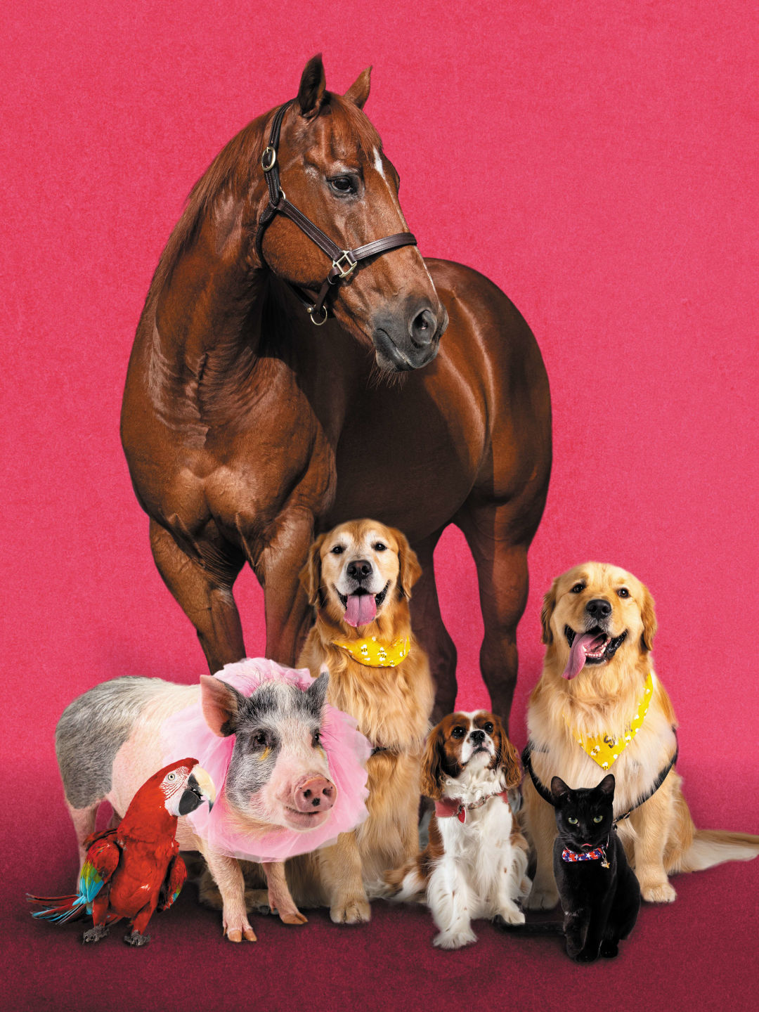 Clockwise from top left: Skeeter, Biscuit, Snap, Shay, Jumping Jack Flash, Coco and Forrest.