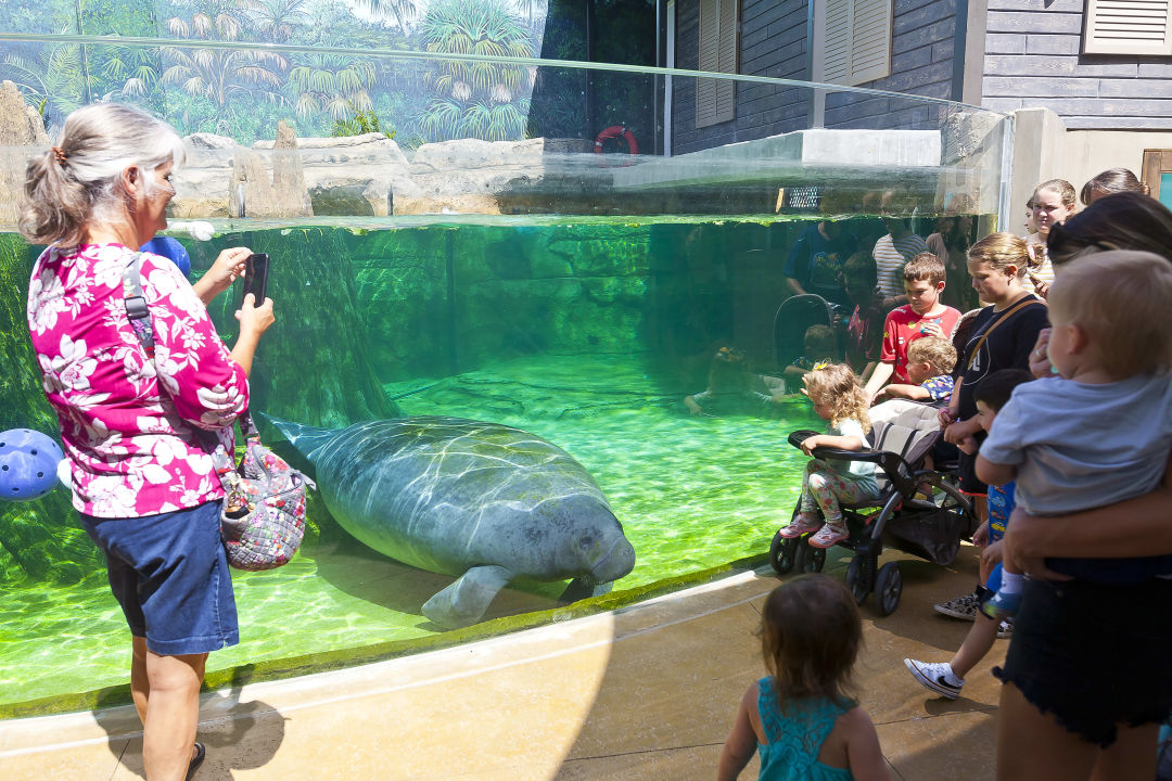 One of Mote's three resident Florida manatees.