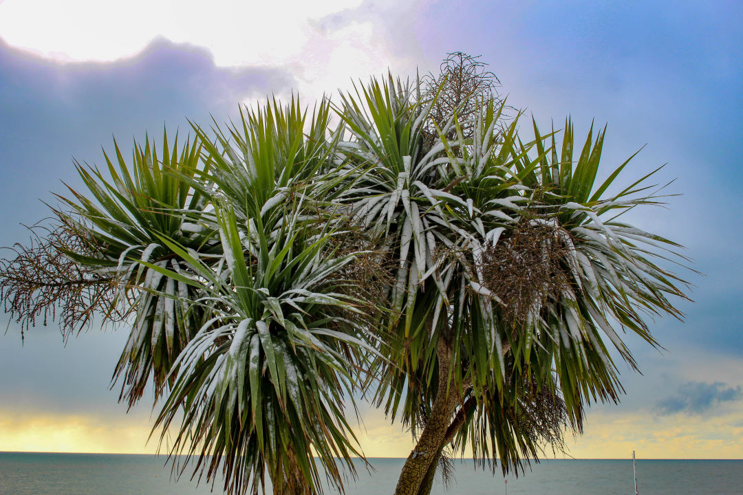 Snow? In Florida? Maybe!