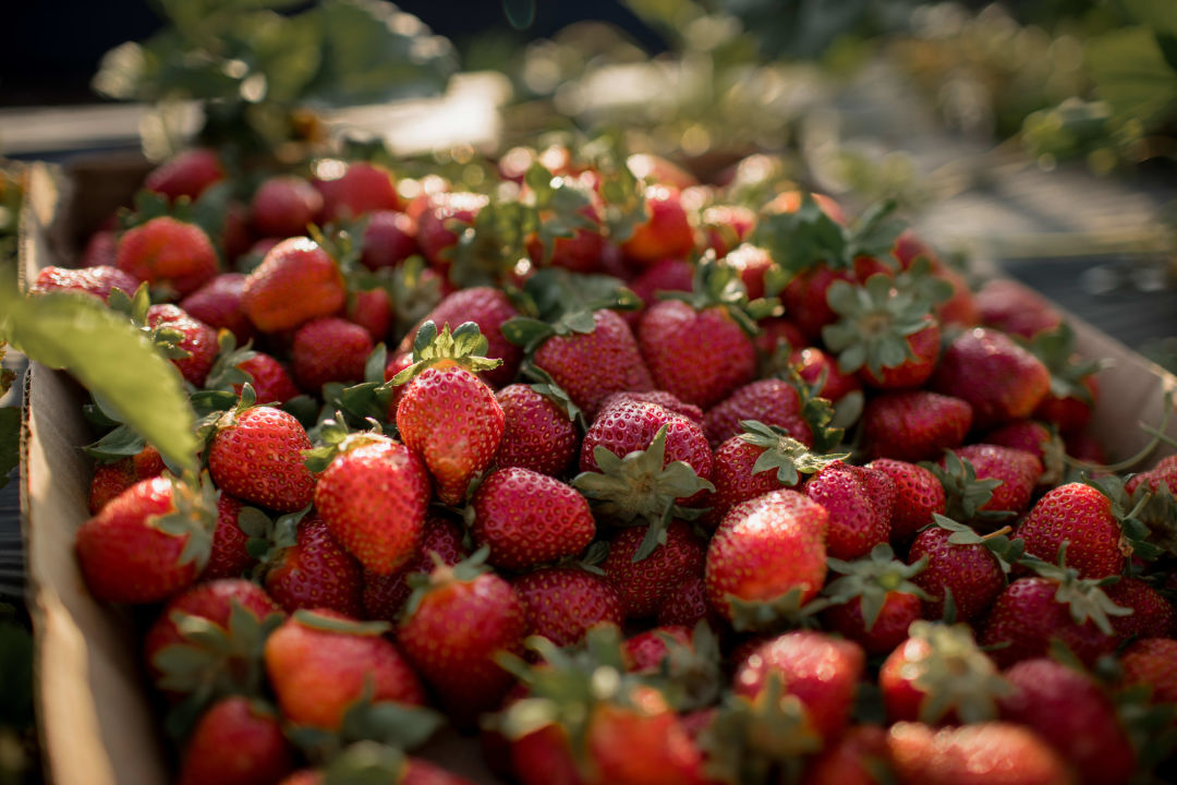 Fresh strawberries