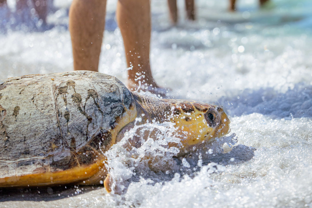 Mote Releases Two Loggerhead Sea Turtles Following Rehabilitation for ...