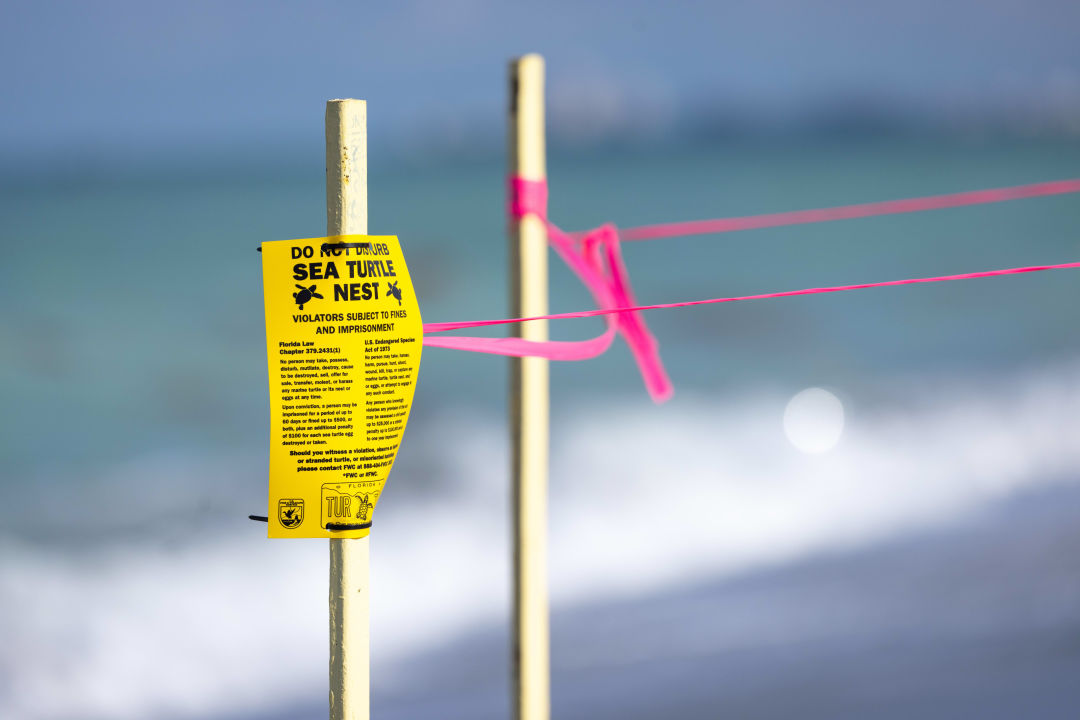 Sea turtle nesting season runs May 1-Oct. 15.