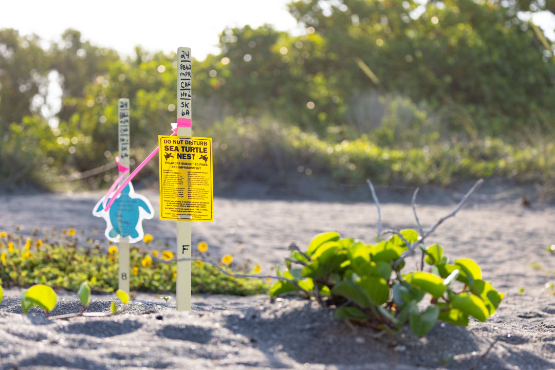 STCRP marks each nest with yellow stakes and flagging tape while observing and collecting data.